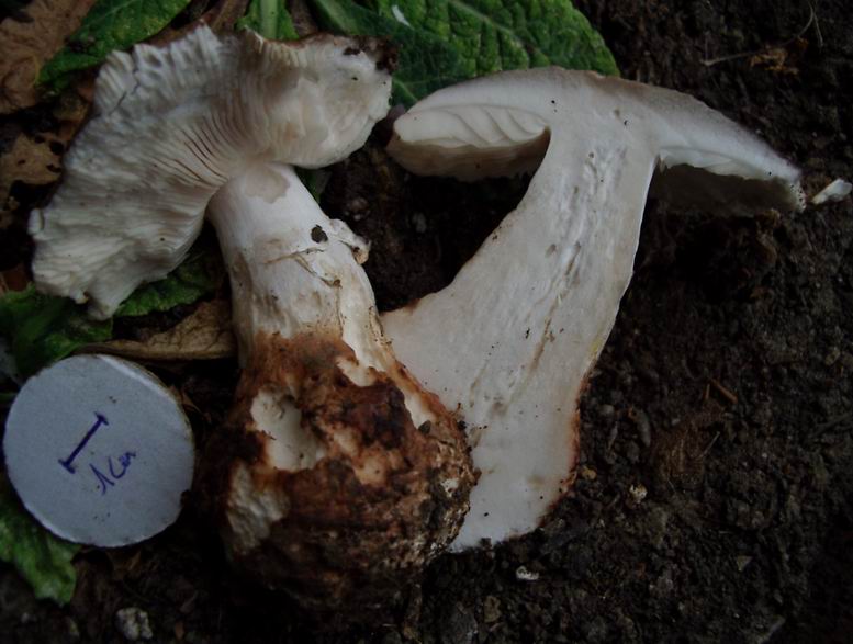 amanita sp.